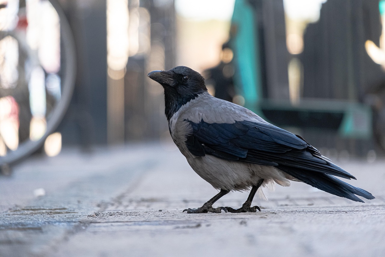 Crows Remember Faces: What That Means for Your City Photography