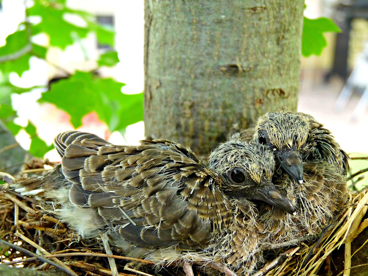 Ethics in the City: Photographing Birds Without Causing Harm