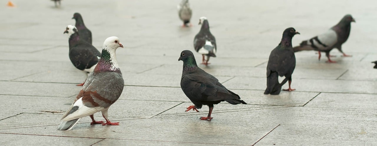 Pigeons Are Not Boring: A Case for Photographing the City's Most Ignored Bird