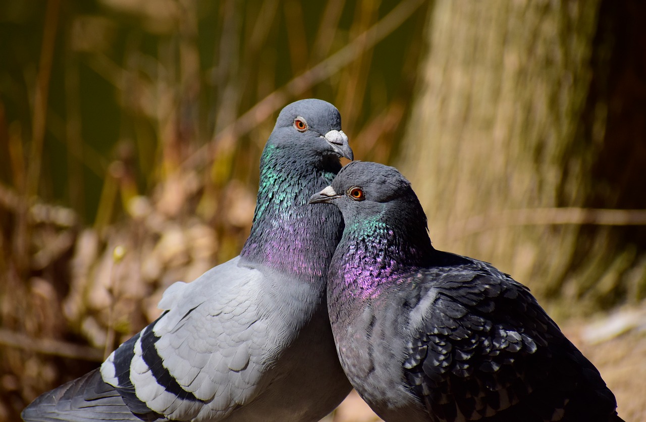 Reading the Urban Landscape: How to Find Birds in Unlikely Places