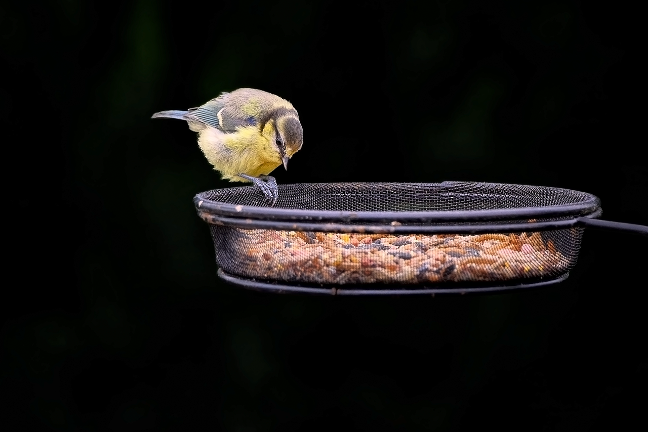 Small Space, Big Results: Setting Up a Balcony Birding Station